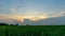 Time lapse of sugarcane field in sunset time