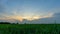 Time lapse of sugarcane field in sunset time