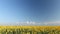 Time lapse with sunflowers and moving clouds, blue sky