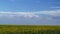 Time lapse with sunflowers and moving clouds, blue sky