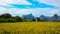 Time-lapse of Sunhemp or Crotalaria juncea flower field