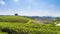 Time-lapse of tea plantations planted in beautiful rows in the mountains at Chui Fong Plantation, Chiang Rai