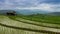 Time lapse terrace rice farm and nimbus clouds floating of thailand