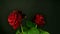 Time-lapse of two dying red roses