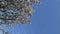 Time lapse vertical format video of blooming nectarine tree with blue sky and white clouds