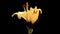 Time lapse video opening of a yellow lily flower isolated on black background, from bud to half open, 4k footage