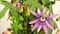 Time-lapse video of passiflora flowers opening