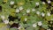 A time lapse video of a pond full with floatingheart,or water snow flake plants with tiny white flowers.