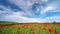 Time lapse video with a spring field of poppies