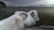 Time lapse of water around shore and ice frozen stone on beach, lake Baikal. Sea coast and grey