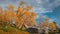 Time lapse of yellow coloured birch tree during autumn with moving clouds in blue sky