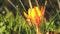 Time-lapse of yellow crocus flower