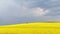 Time lapse with yellow rapeseed field at the dramatic storm sky
