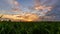 Time lapse zoom in to sugarcane field in sunset time