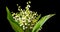 Time lapses shot of the lily of the valley on a black background.
