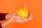 Time to carve out the pumpkin. Pumpkin in hands orange background. Small pumpkin. Halloween pumpkin. Jack o lantern
