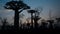 Timelapse of Baobabs tree from dusk till dawn