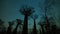 Timelapse of Baobabs tree with starry on night sky