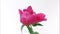 Timelapse of beautiful pink peony flower blooming on white background. Peony flower open, time lapse, close-up. Birthday