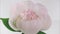 Timelapse of beautiful pink peony flower blooming on white background. Peony flower open, time lapse, close-up. Birthday