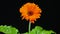 Timelapse of blooming Orange Flower. Beautiful opening up. Timelapse of growing blossom big flower