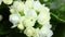 Timelapse of blooming White Flower. Beautiful opening up. Timelapse of growing blossom big flower