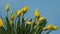 Timelapse of Blooming Yellow Tulips Bouquet. Flowers Opening Backdrop.