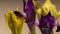 Timelapse bouquet of yellow and lilac irises blooms. Side view of the buds. Amazing beauty of wild flowers. Background