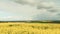 Timelapse - Canola fields and wind turbines