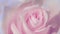 Timelapse,Close up of opening pink rose, blooming pink roses, beautiful animation,