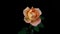 Timelapse of creamy rose flower blooming on black background. Blooming rose flower open, time lapse, close-up