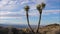Timelapse In Desert Cactus Joshua Tree On The Background Of Blue Sky And Hills