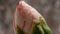 Timelapse flower bloom Dianthus