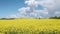 Timelapse: flowering canola rapeseed field under blue sky