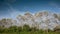 Timelapse footage of poplar trees on windy day with clouds in sky