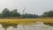 Timelapse of forest lake with waterfowl birds