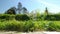 Timelapse of a garden seen from the ground with a borage, flowers and trees - beautiful sunny day