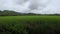 Timelapse Green Terraced Rice Field