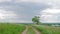 Timelapse green tree and cloudy sky. Slider movement.