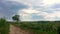 Timelapse green tree and cloudy sky. Slider movement.