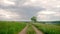 Timelapse green tree and cloudy sky. Slider movement.