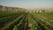 A timelapse image of a vast field of Jatropha plants being harvested by a team of farmers. In the background large