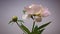 Timelapse of light pink peony flower side view close up moving camera