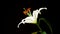 Timelapse of lily. Beautiful flower open petal. Bright white bloom blossomed eruption. Blooming flower on a black backgro