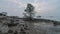 Timelapse Lonely mangrove tree Pokok Bakau at the seaside of Jelutong Drive.