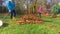 Timelapse of man and woman raking leaves in garden yard. People collect leaves