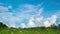 Timelapse nature meadow Blooming flowers field in blue sky. Clear weather and cumulus clouds transforming in like dreamy landscape