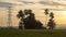 Timelapse orange sunrise over coconut tree