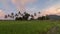 Timelapse panning shoot sunset natural open area of paddy field i