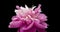 Timelapse of pink peony flower blooming on black background. Blooming peony open, close-up. Wedding backdrop, Valentine